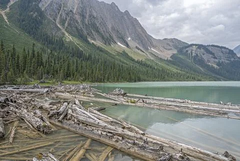 Log Jam on a Mountain Lake Stock Photos