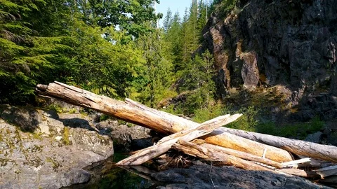 Log Jam on a Pristine River through a Lush Pine Forest in the Pacific Northwest Stock Footage 123197048