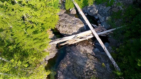 Log Jam on a Pristine River through a Lush Pine Forest in the Pacific Northwest Stock Footage 123197102