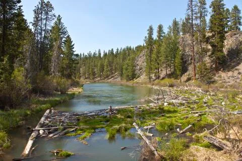 Log jam in a river in central Oregon. Stock Photos