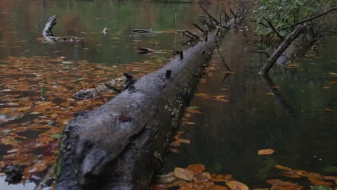 Log in lake full of fallen leaves 스톡 동영상 138278744