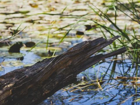 Log in the lake Stock Photos