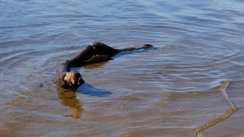 Log at lake shore getting hit by small waves Stock Footage 93628876