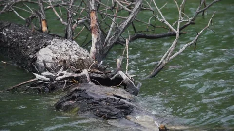 Log Lies in the Pond 動画素材 238396560