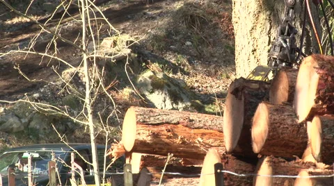 Log lifter handling trees - forestry Stock Footage 51345520
