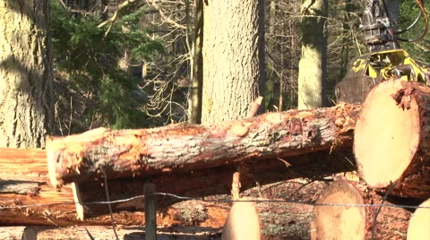 Log lifter handling trees - forestry 8 Stock Footage 51345694