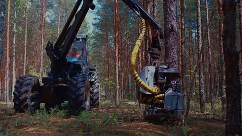 A log loader in the middle of the forest loads freshly cut logs. For further tra Stock Footage 157338698