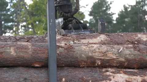 Log loader moves stack of pine logs. Lumber industry Video stock 290065509