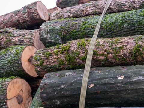 A log loader or forestry machine loads a log truck at the site landing with the Stock Photos