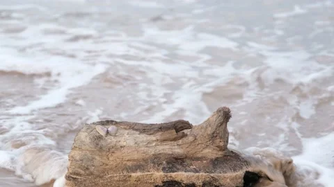 Log, a log among the waves on the beach, close up Stock Footage 168106420