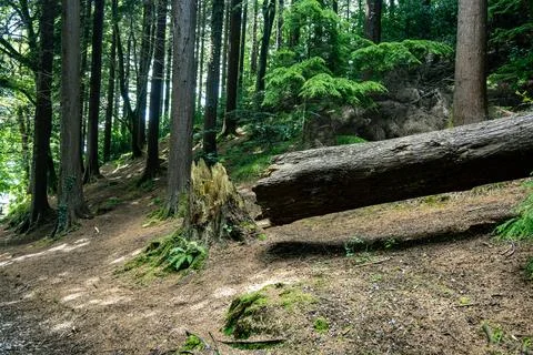 A log is lying flat on the ground in the middle of a dense forest Stock Photos