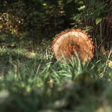 A log lying in the forest on the ground Stock Photos