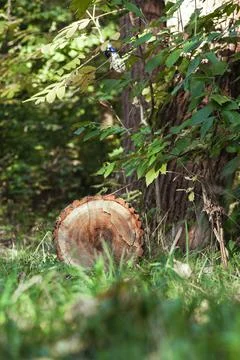A log lying in the forest on the ground Stock Photos