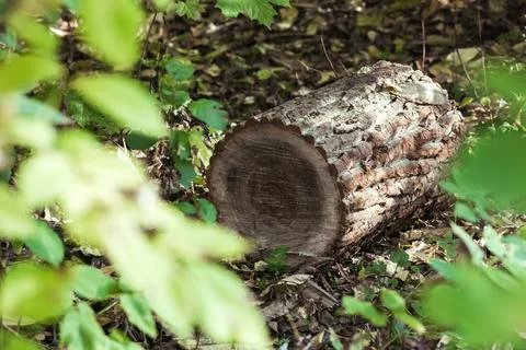A log lying in the forest on the ground Stock Photos