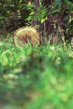 A log lying in the forest on the ground Stock Photos