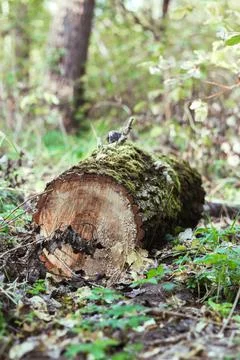 A log lying in the forest on the ground Stock Photos