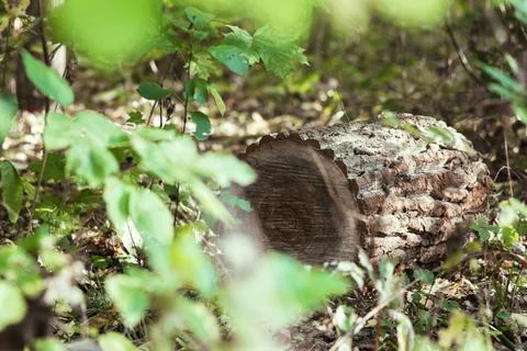 A log lying in the forest on the ground Stock Photos