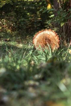 A log lying in the forest on the ground Stock Photos