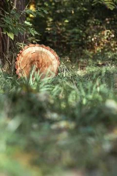 A log lying in the forest on the ground Stock Photos