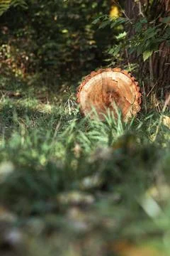 A log lying in the forest on the ground Stock Photos