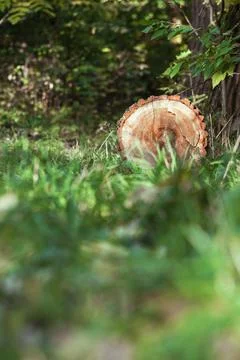 A log lying in the forest on the ground Stock Photos