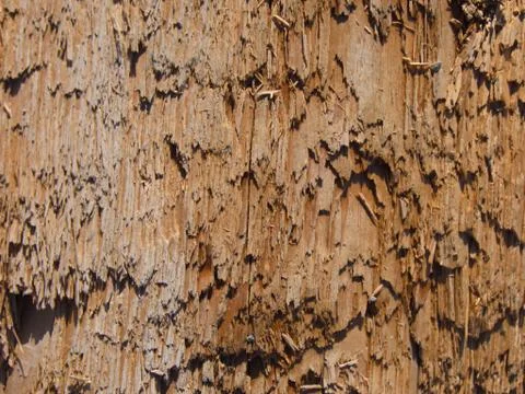 Log in the macro Stock Photos