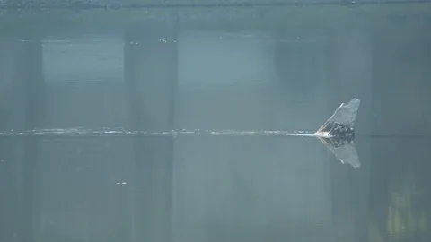 Log in the Middle of a Slow Moving River Stock Footage 89944373