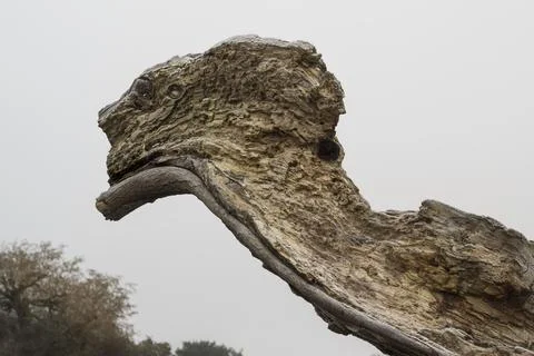 Log monster Stock-Fotos