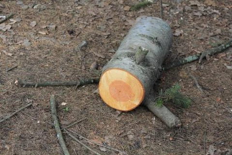 Log, as a monument to life Stock Photos