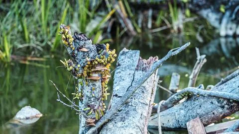 A log with moss growing on it is sitting in a pond Stock Photos