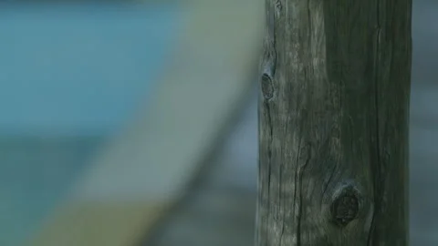 Log near a pond with reflections from the water Stock Footage 273786367