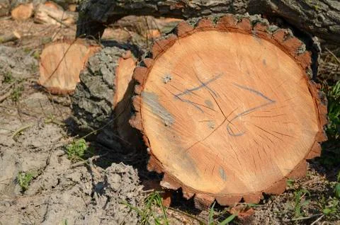 Log number 27 Stock Photos