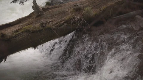 Log over a River Stock Footage 88717151