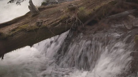 Log over a River with Smooth Water Stock Footage 88717179