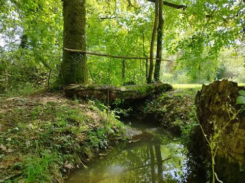 Log Over the Stream, Spring Krnica, Lahinja, Slovenia Stock-Fotos