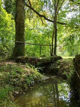 Log Over the Stream, Spring Krnica, Lahinja, Slovenia, vertical Stock-Fotos