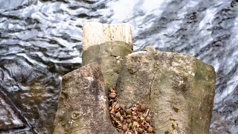 Log over water slow motion Stock Footage 102799837