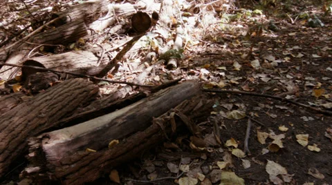 Log Pan Video stock 32971544