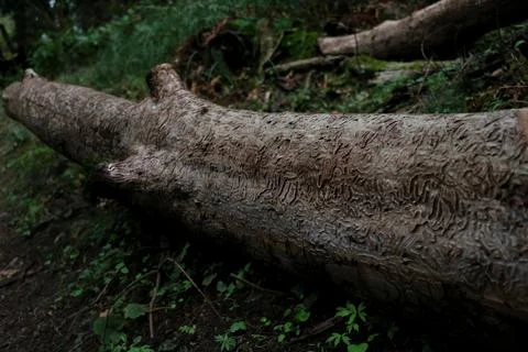 A log with patterns eaten into it by beetles sitting on the forest floor Stock Photos