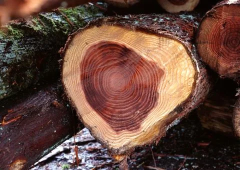 Log Stock Photos