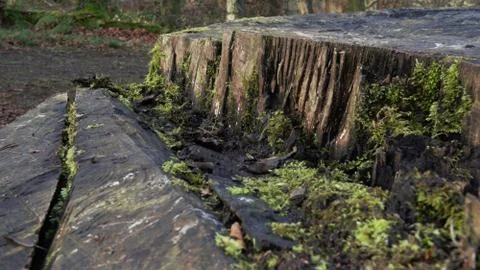 Log Stock Photos