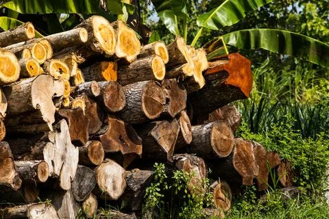 Log Pile of Cut Tree Trunks Representing Deforestation and Illegal Logging .. Stock Photos