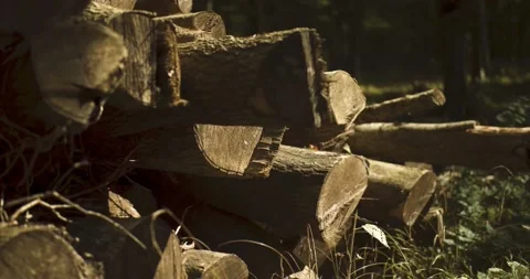 Log pile Stock Footage 139755541