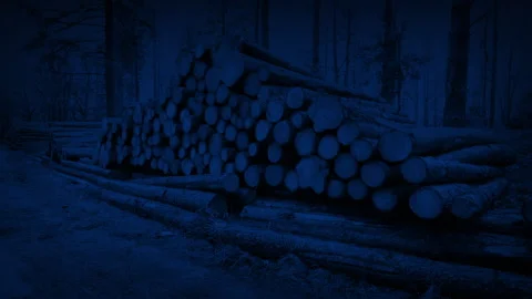 Log Pile In Forest At Night Stock Footage 282119679