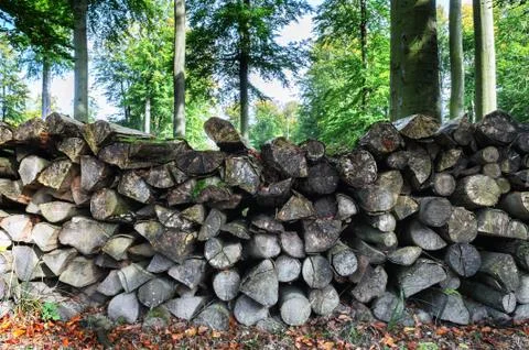 Log pile in the forest Stock Photos