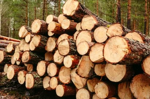 Log Pile in Forest Stock Photos