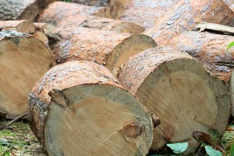 Log pile Stock Photos