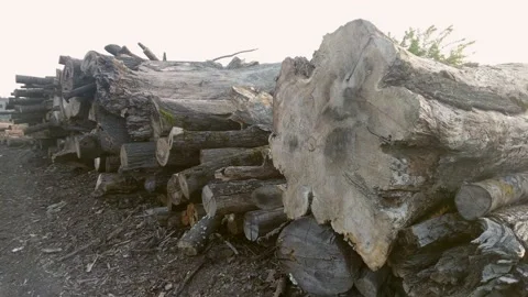Log pile with variety of tree types Stock Footage 131911536
