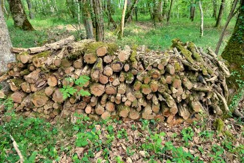 Log pile in the woods. Stock Photos