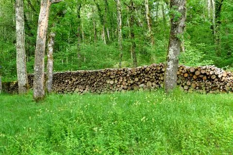 Log pile in the woods. Фото